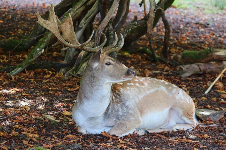 Die Jagdsaison beginnt – trotz Corona-Virus