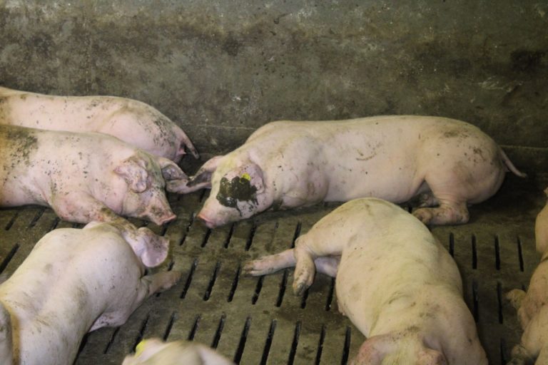 Ekelerregende Zustände in Schweinebetrieb aufgedeckt