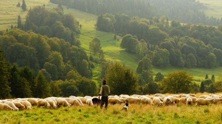 Wer hat Angst vor dem bösen Wolf?