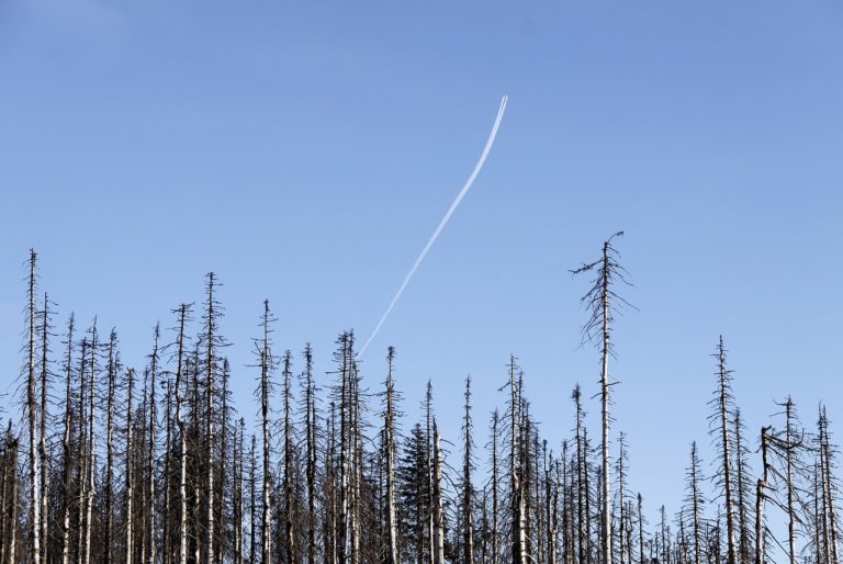 Wald: Kurzfristige Profitinteressen oder langfristige Planung