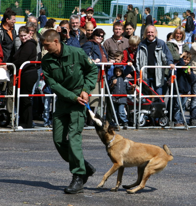 Bundesheer: Virusspürhunde sollen Infizierte erschnüffeln