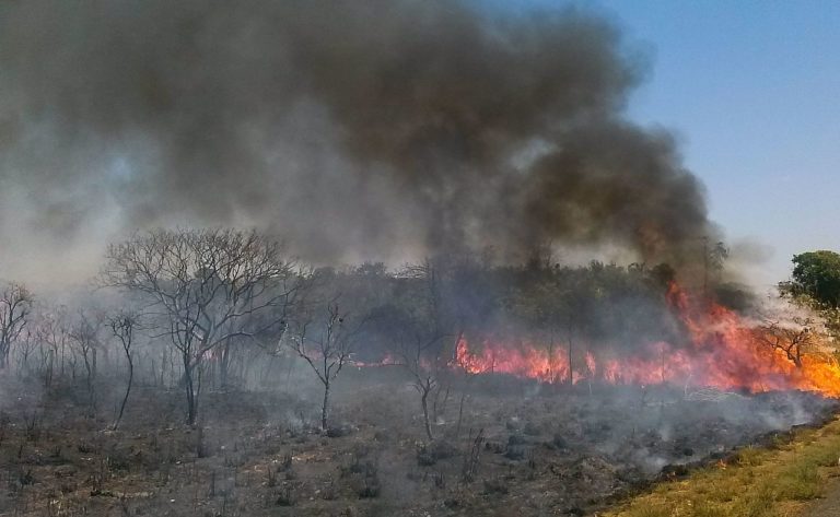 Rekordzahl an Waldbränden am Amazonas