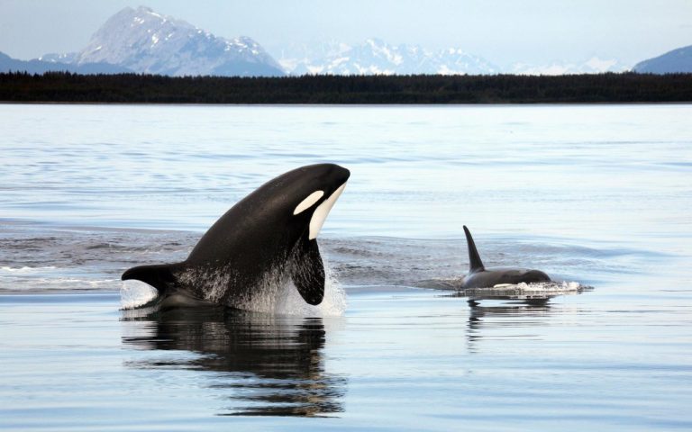 Free Willy schlägt zurück