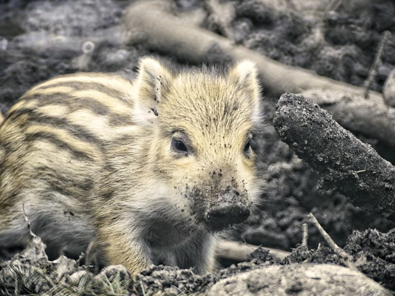 Wildschweinraserei beim Samstagsshopping