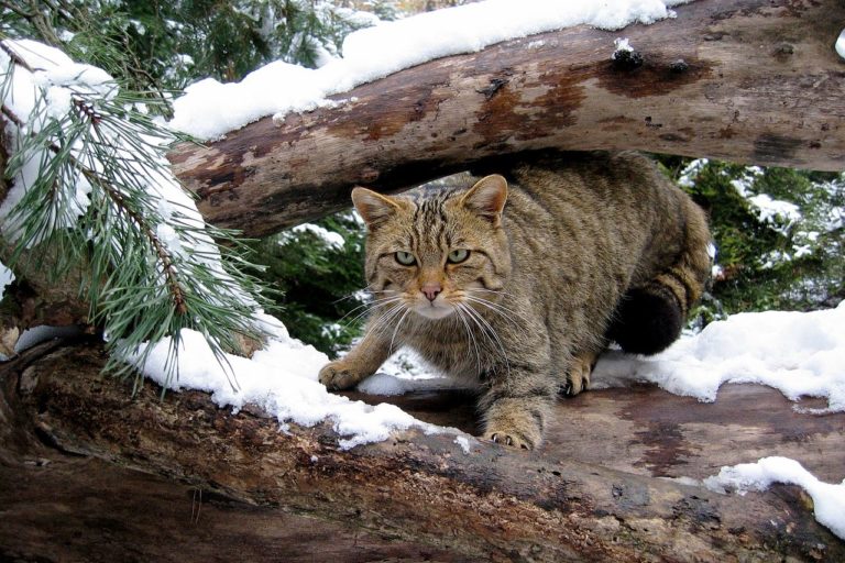 Wilder Cat Content in der Wachau