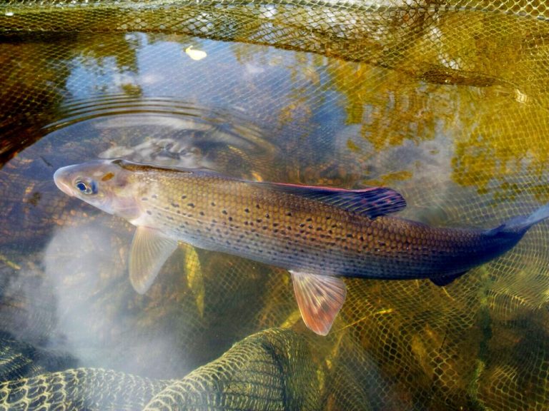 Fisch des Jahres steht das Wasser bis zum Hals