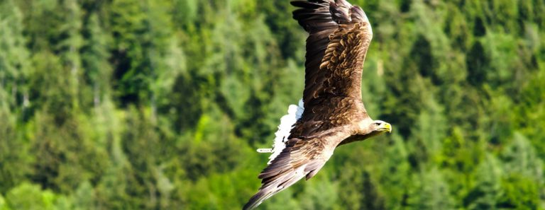 Kaiseradler aus nächster Nähe mit Schrot beschossen