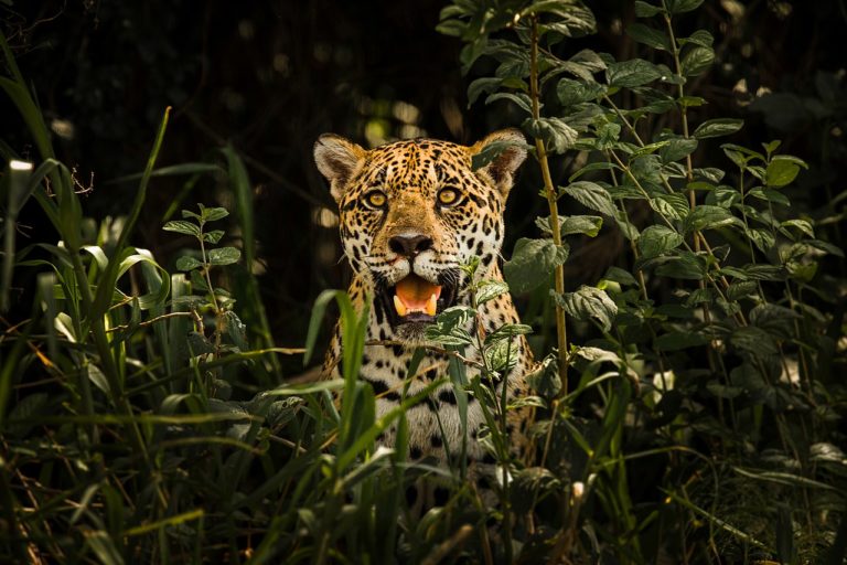 Zerstörung des Amazonasregenwaldes im Rekordtempo