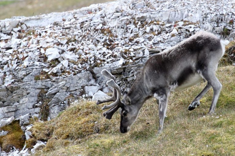 Blutige Nase für Rentier Rudolf