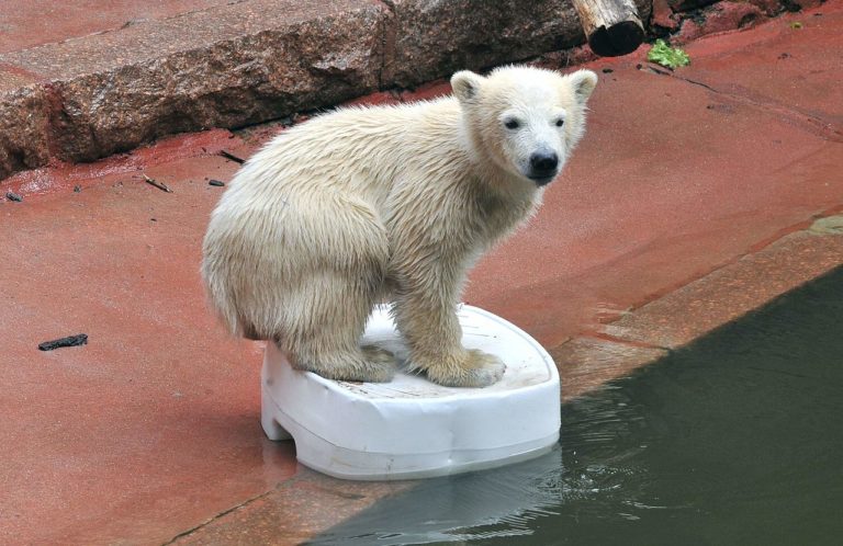 Wirtschaftskammer gegen Klimaschutz