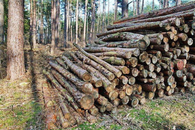 Millionenstrafen für österreichische Holzkonzerne in Rumänien