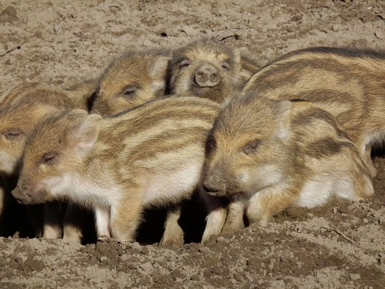 Volksabstimmung über Gatterjagd im Burgenland