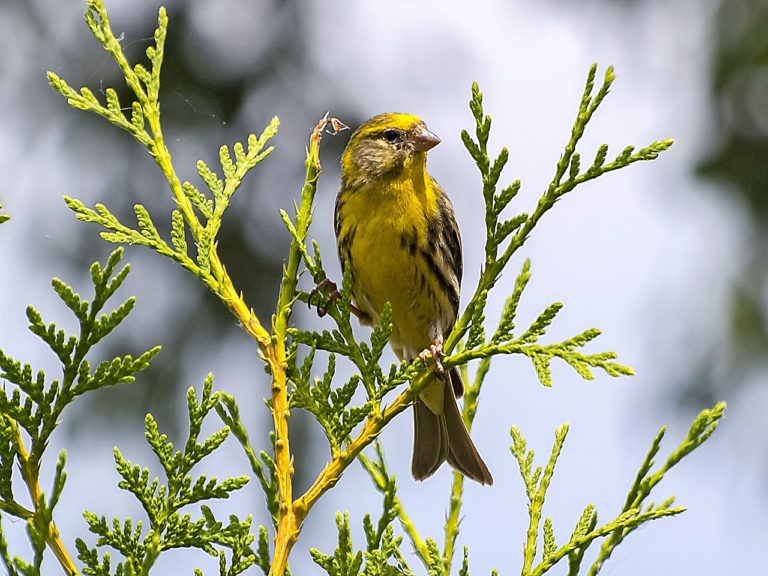 „Vogel des Jahres“ arg gerupft