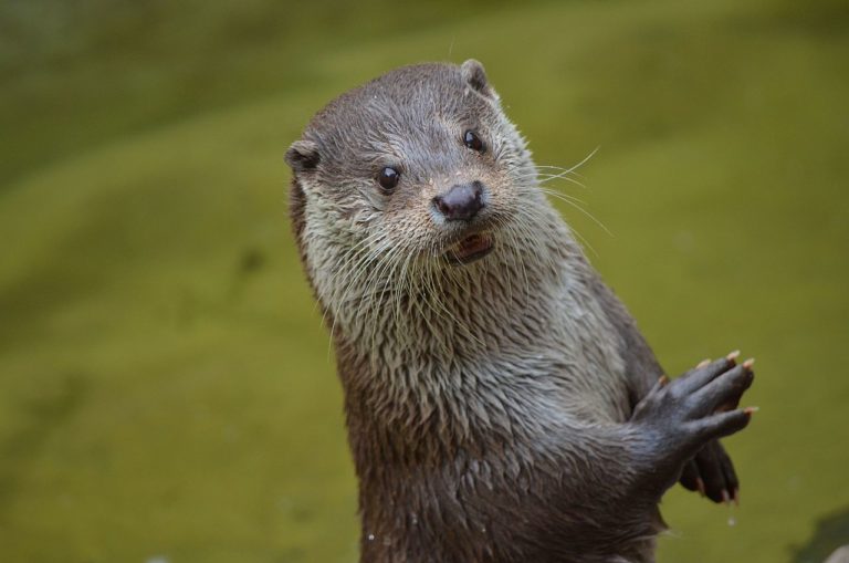 Fischereiverband will Fischottern an den Pelzkragen