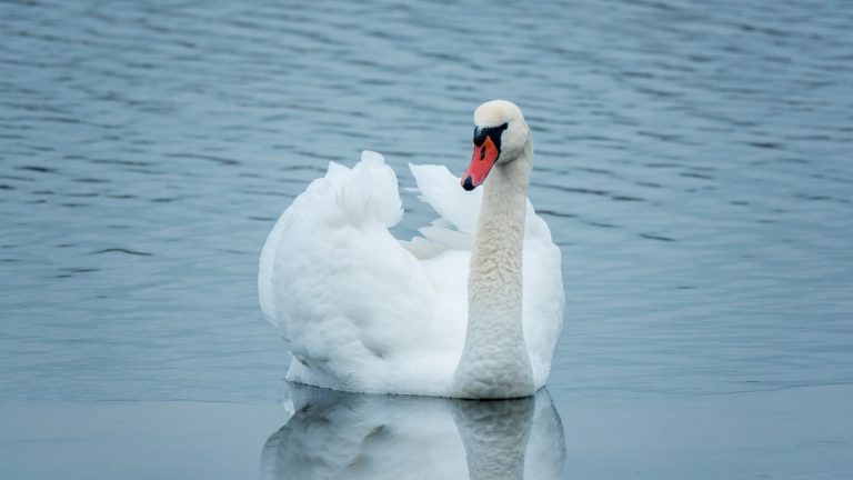 Schwan in Klosterneuburg an Vogelpest gestorben