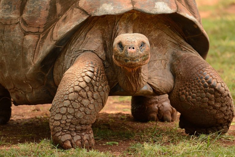 185 geschmuggelte Galápagos-Schildkröten im Reisegepäck