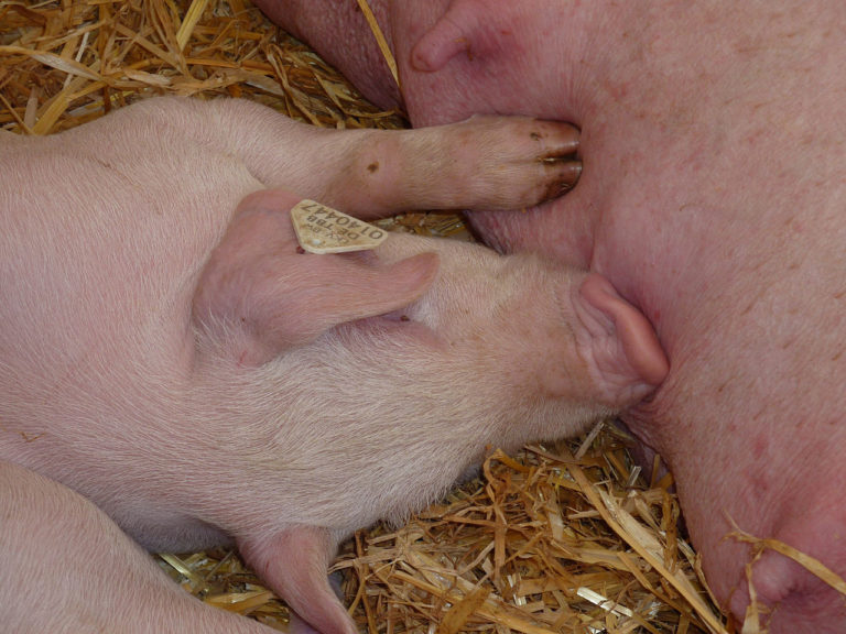 Zigtausende Schweine verbrennen qualvoll in „Ferkelfabrik“