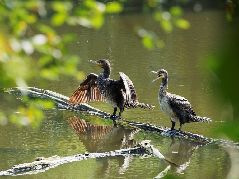 Futterneid: Fischer wollen Wasservögel töten