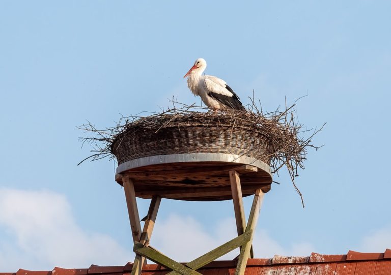 Erste Störche im Burgenland eingetroffen