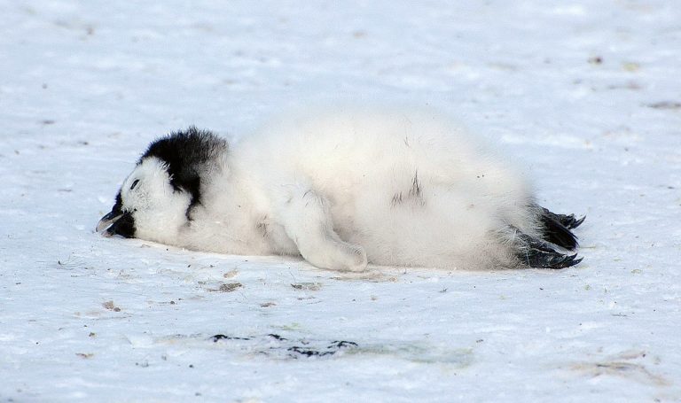 Klimawandel killt Pinguinküken