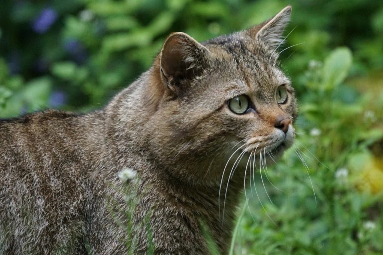 Wildkatzenpopulation im Thayatal und in der Wachau