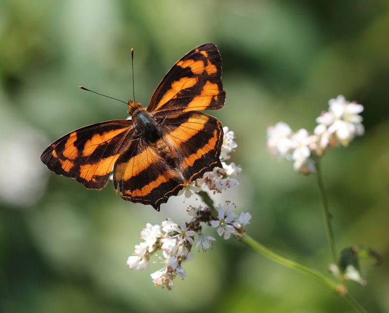 Schmetterlinge im Sturzflug