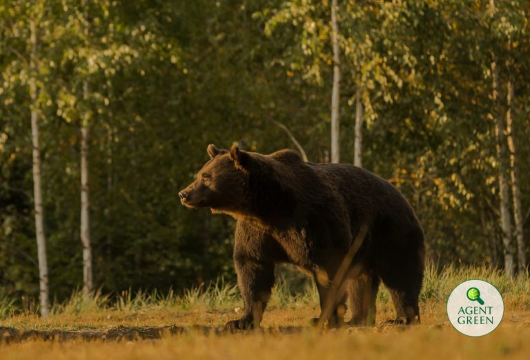 Bär Arthur von Adelsspross illegal getötet