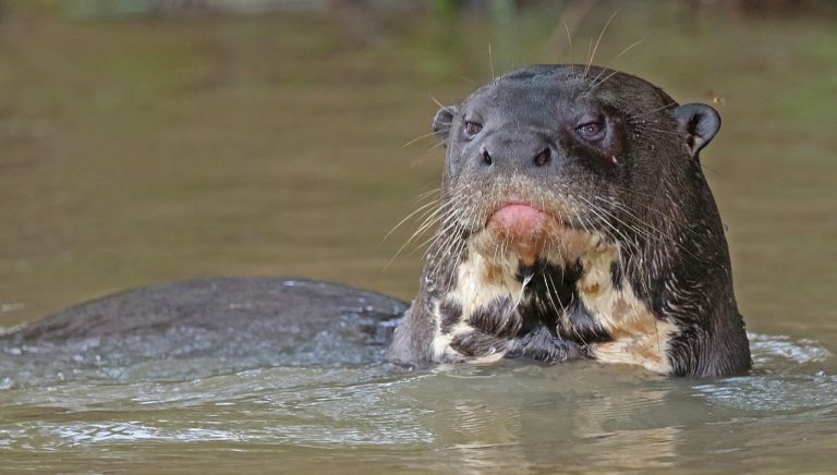 Riesenotter lebt doch noch