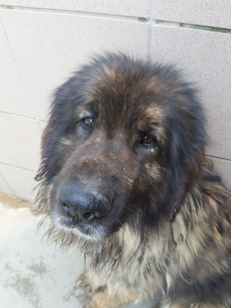 Zehn Leonberger-Hunde aus furchtbarer Haltung gerettet