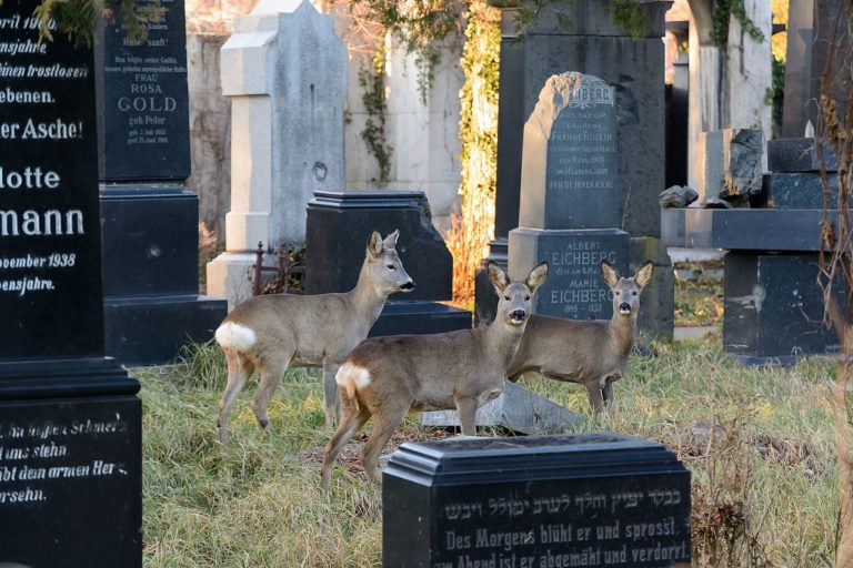 Streit um Joggen am Wiener Zentralfriedhof