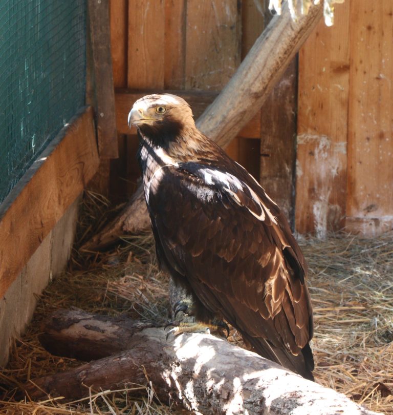 Brütender Kaiseradler angeschossen