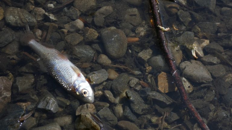 Massensterben im Fischabach – tausende Fische verendet