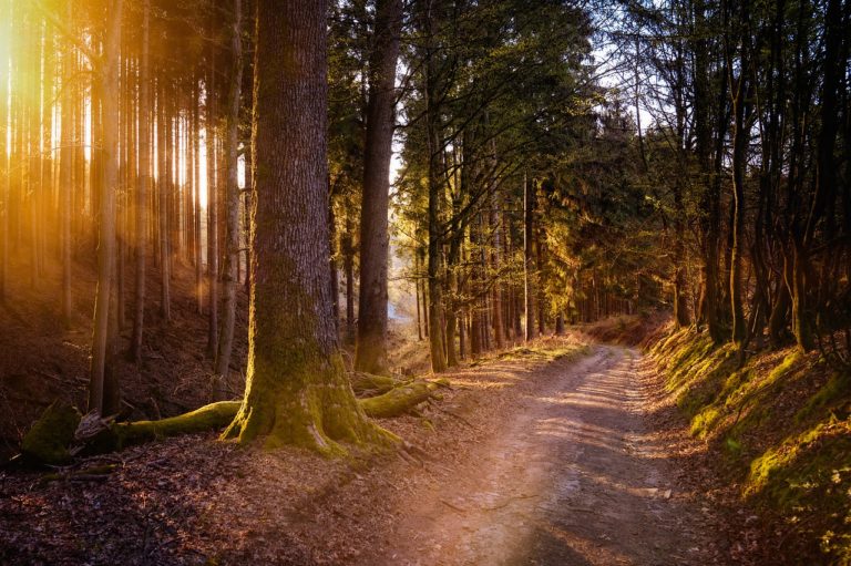 Erhöhte Waldbrandgefahr – richtiges Verhalten im Wald