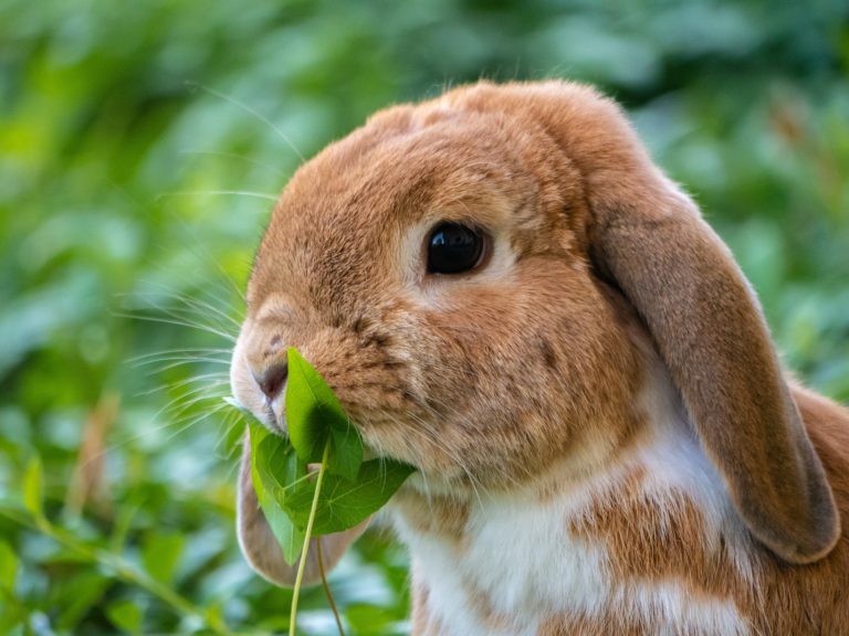 Nach dem Lockdown landen deutlich mehr Tiere im Tierheim