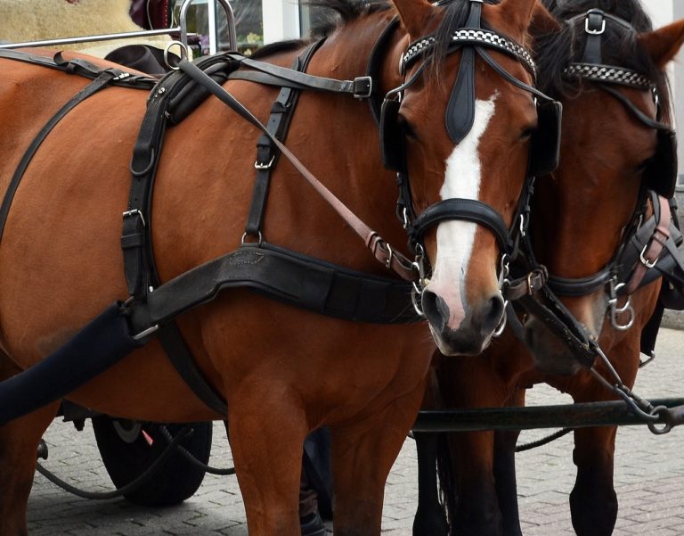 Zweites Wiener Fiakerpferd im Dienst gestorben