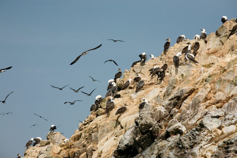 US-Imperialismus: Auf Vogelscheiße gebaut