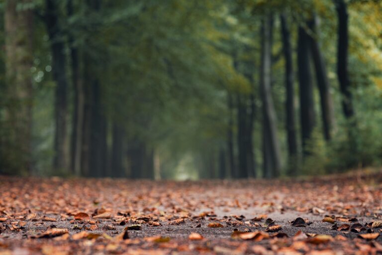 Salzburg: Vermisste Frau tot in Wald gefunden