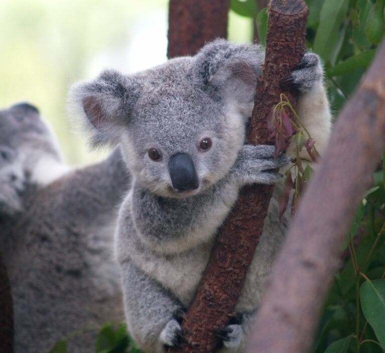 Koala in Gefahr