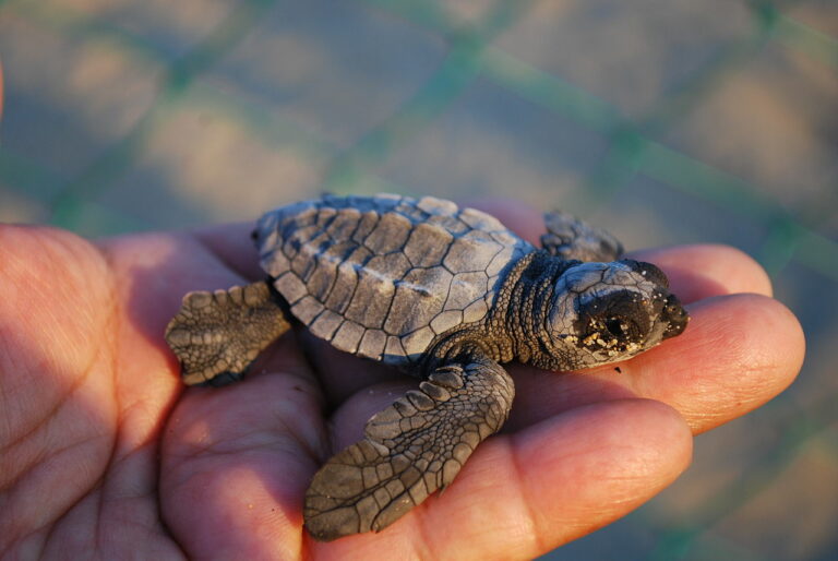 Schildkrötenbabys am Strand von Jesolo