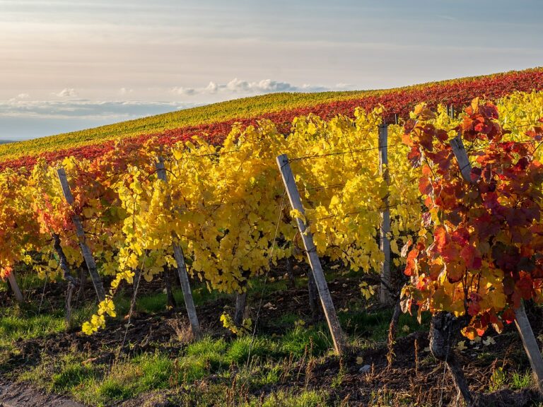 Weinbauernsterben in Niederösterreich setzt sich fort