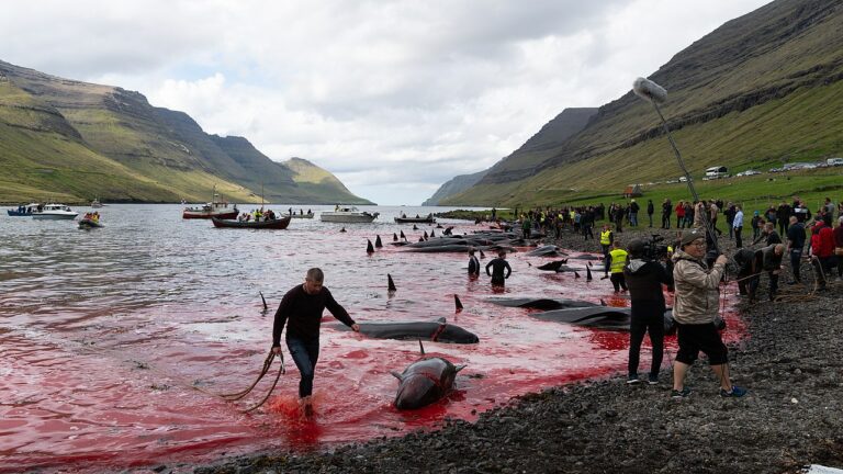 Treibjagd mit 1.400 massakrierten Delfinen auf den Färöer