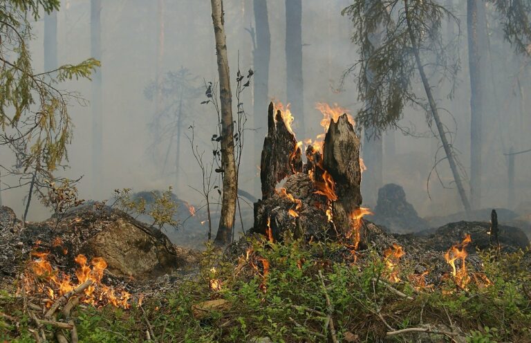 Waldbrand in Niederösterreich über Nacht zugespitzt