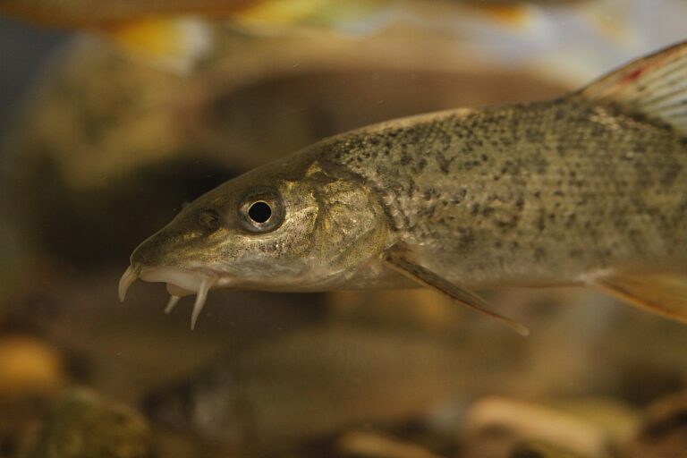 Fisch des Jahres droht Untergang