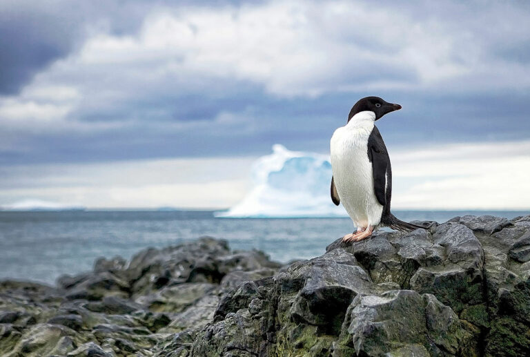 Antarktischer Pinguin schwimmt 3.000 Kilometer nach Neuseeland