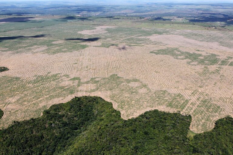 Zerstörung des Amazonas-Regenwaldes erreicht Rekordausmaß