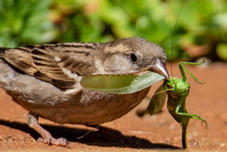 Kein Lercherl: 600 Millionen Vögel verschwunden