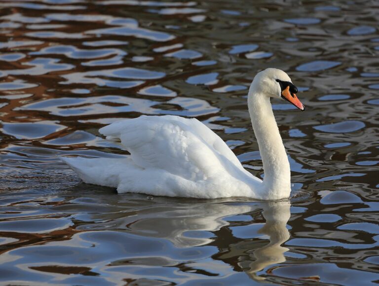 Schwan mit Pfeilverletzung aus Donau geborgen