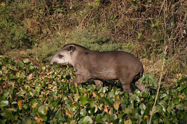 Südamerikas Flachlandtapir vor dem Aussterben