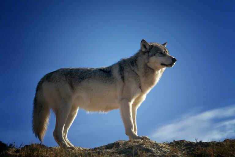 Wolf im Gemeindebau?