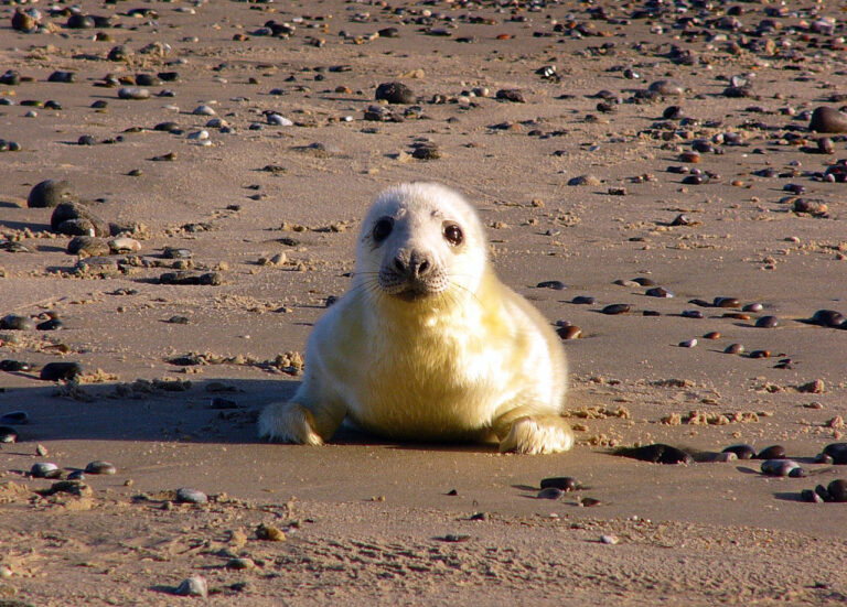 Mehr Robbenbabys an deutscher Nordsee